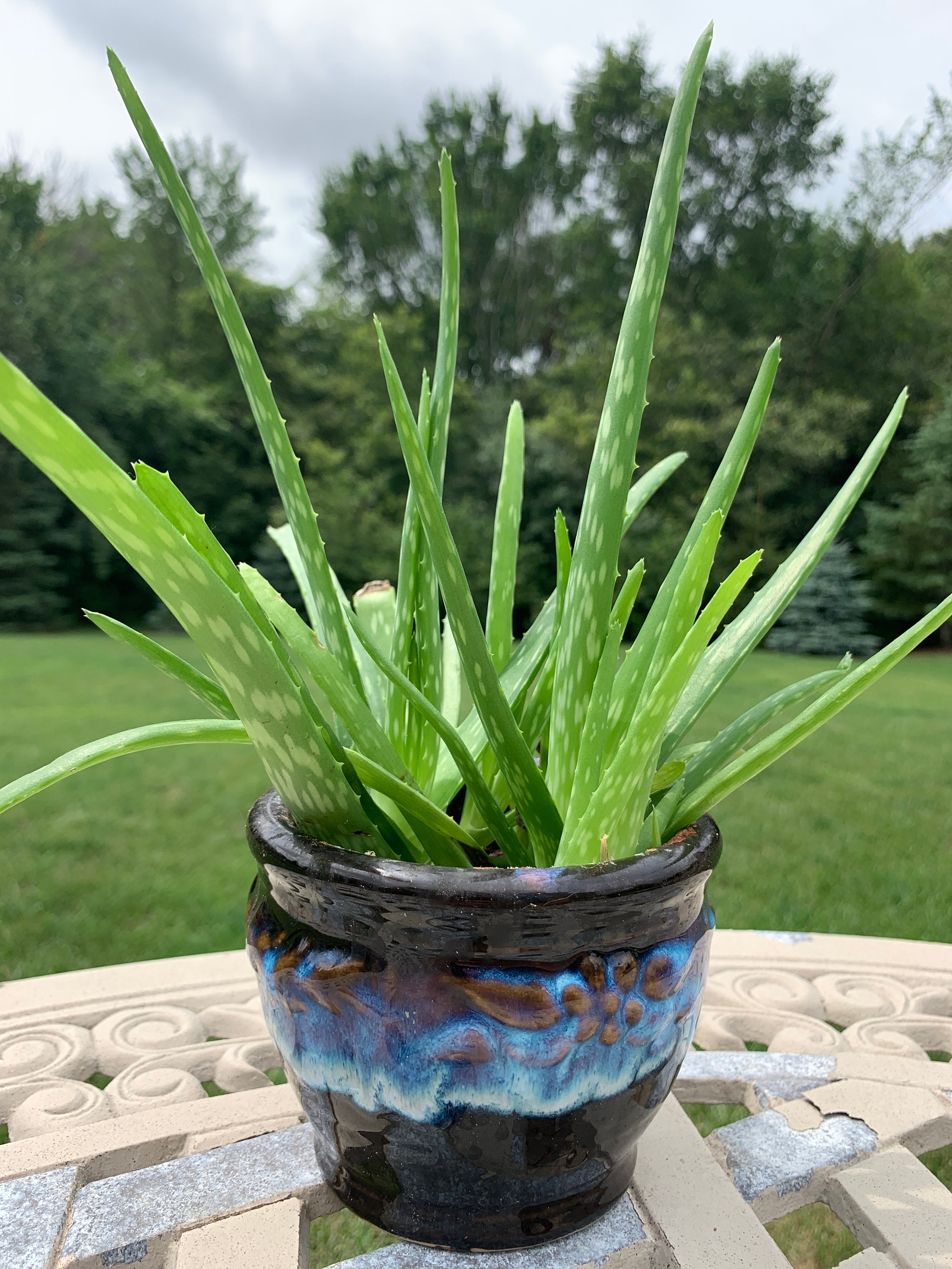 Aloe Vera Pup Plant 612 Etsy