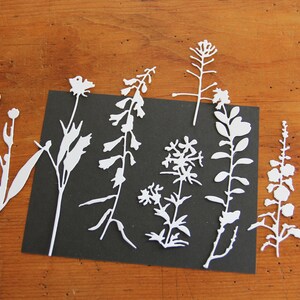 Fleurs sauvages
