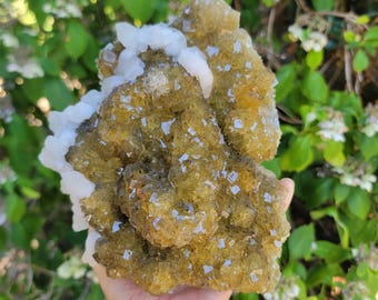 Puede incluir: Un gran espécimen mineral que presenta un grupo de cristales cúbicos translúcidos de color amarillo dorado, contrastados por formaciones cristalinas opacas de color blanco brillante en los bordes, con una textura natural compleja y facetada.