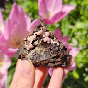 Puede incluir: Una roca marrón oscura y rugosa con grupos de cristales rosados. La roca está siendo sostenida en una mano.