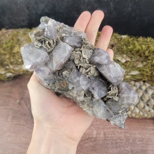 Op de afbeelding: Een cluster van amethistkristallen met een paarse tint en een ruwe, natuurlijke textuur. De kristallen zijn ingebed in een matrix van grijs en wit gesteente.