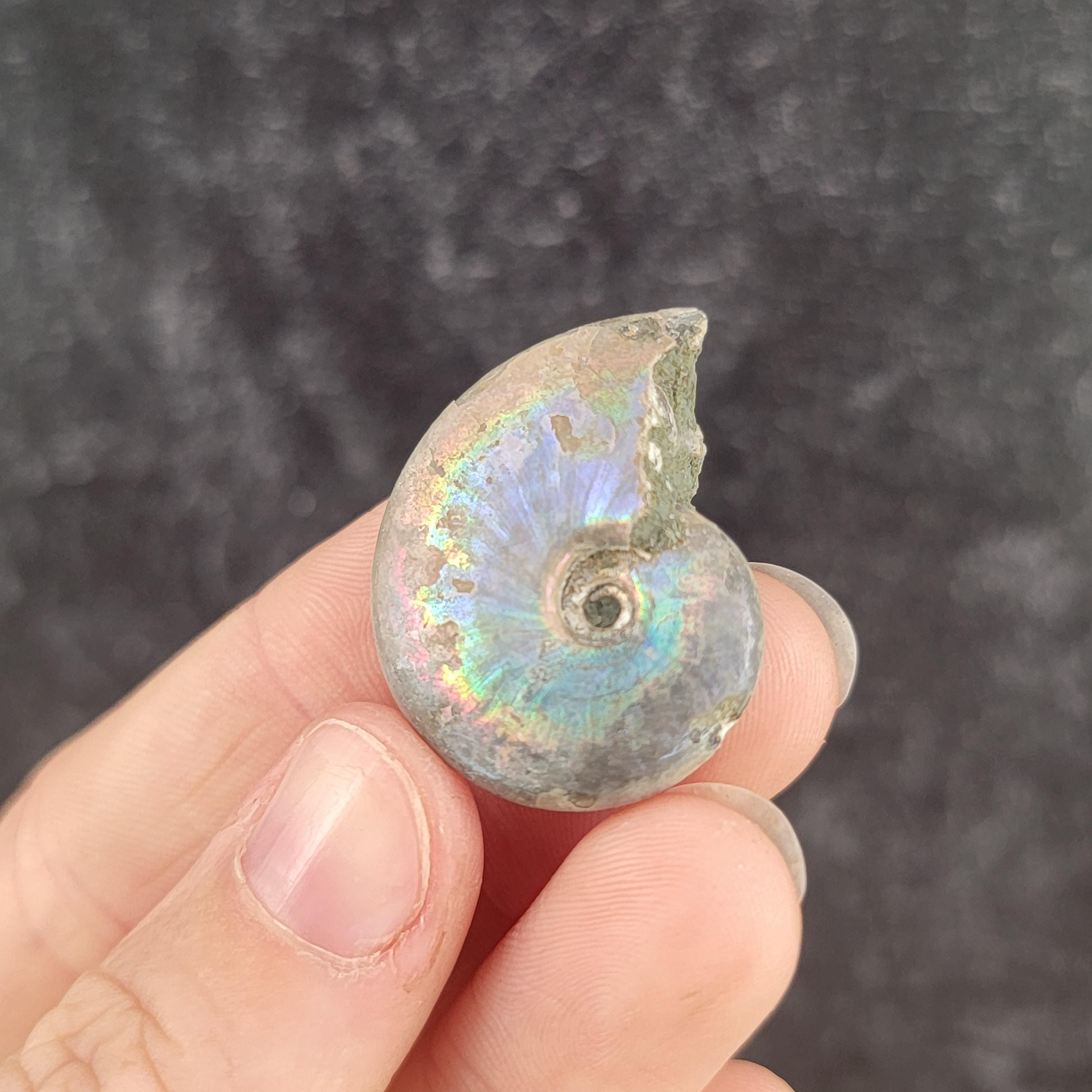 マダガスカル産の虹色アンモナイト、虹色の貝殻の化石、小型/ミニ