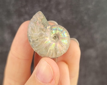 マダガスカル産の虹色アンモナイト、虹色の貝殻の化石、小型/ミニ