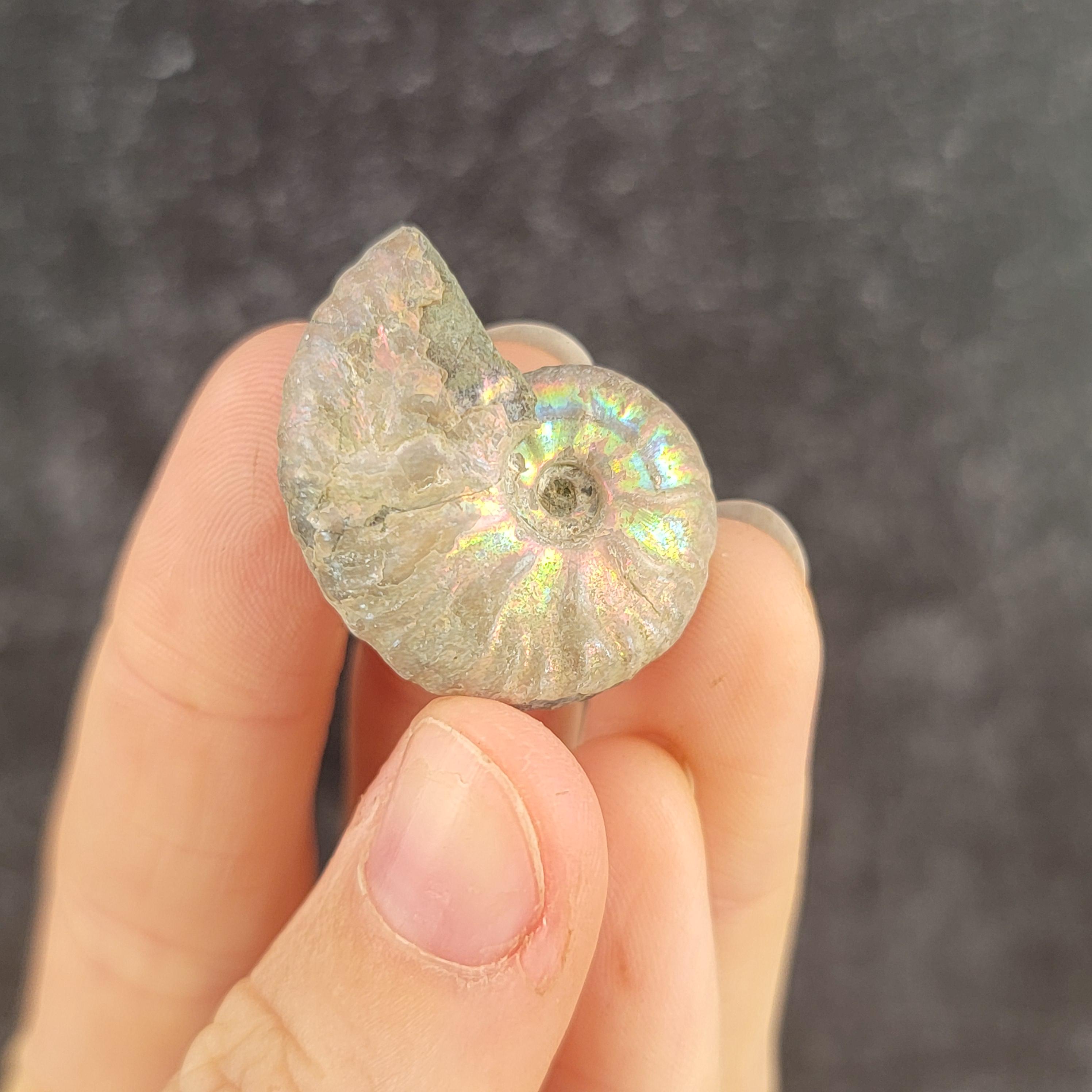 マダガスカル産の虹色アンモナイト、虹色の貝殻の化石、小型/ミニ