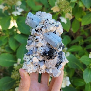 以下が含まれることがあります： 白とグレーの岩の母岩に埋め込まれた、薄い青色のアクアマリン結晶を特徴とする天然鉱物標本。黒トルマリンの結晶も確認できます。標本は緑の葉を背景に保持されています。