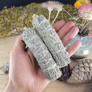 May include: Two bundles of sage smudge sticks, tied with twine, are held in a hand. The sage is a light gray-green color.
