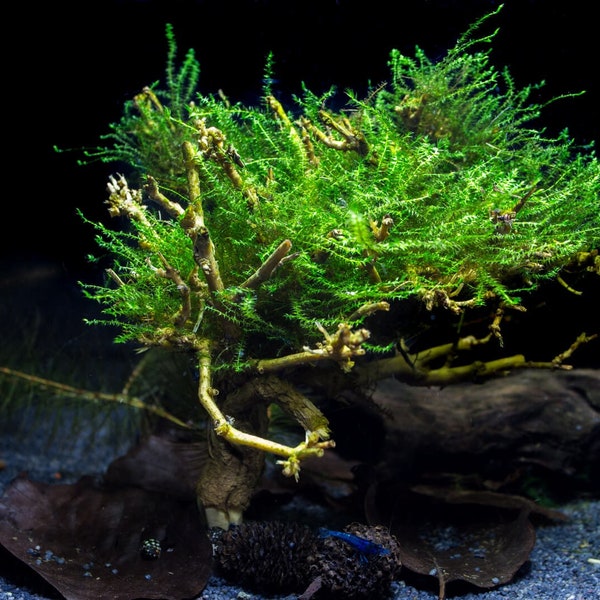 Trauerweidenmoos | Drepanocladus sp. Weeping | Aquarium Pflanze Pflanzen Wasserpflanze Moos Moose Moss