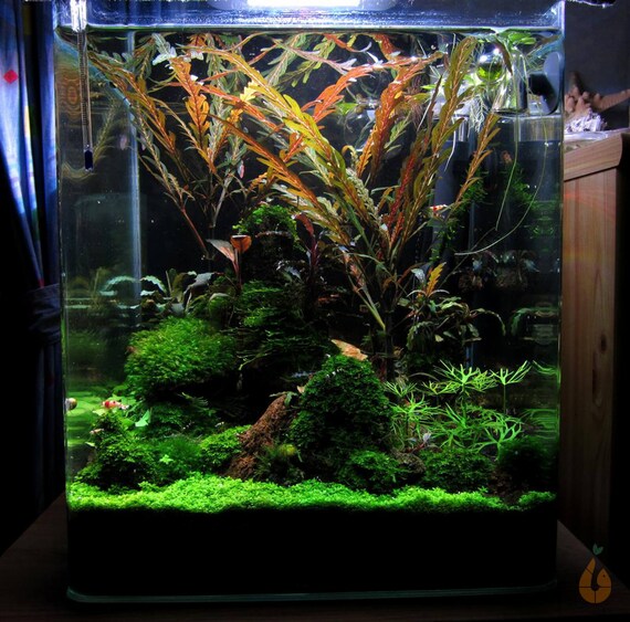 Taxiphyllum distichophyllum