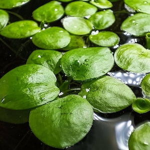 3x South American Frogbit - Limnobium laevigatum | Aquarium Floating Plant Plants Pond Garden Pond
