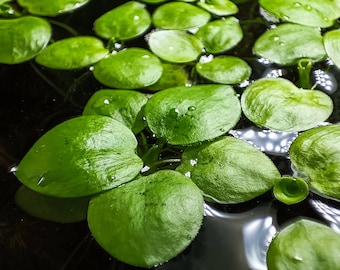 3x Südamerikanischer Froschbiss - Limnobium laevigatum | Aquarium Schwimmpflanze Pflanze Pflanzen Teich Gartenteich