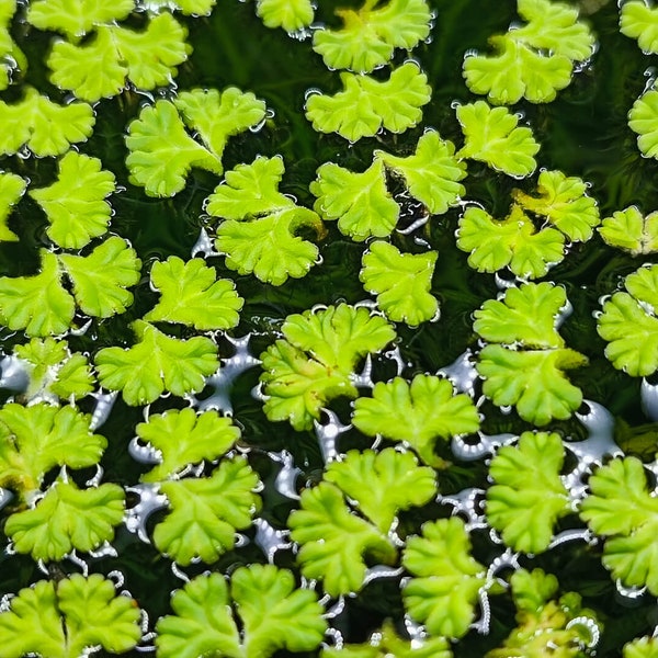Schwimmlebermoos Ricciocarpos natans - Portion | Aquarium Schwimmpflanze Pflanze Pflanzen Teich Gartenteich Rarität