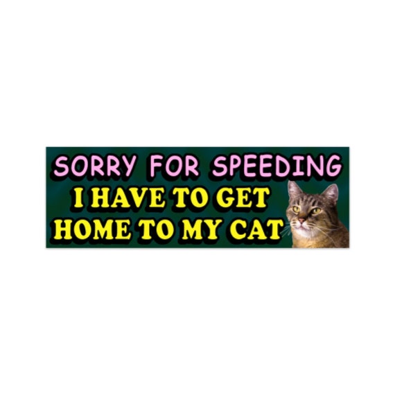 Can I Bring My Cat to Canada by Car: Ultimate Travel Guide