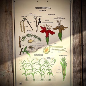 May include: A vintage educational chart illustrating the pollination process of various plants, including alder, willow, matrimony vine, and corn. The chart features detailed illustrations of the plants' reproductive structures and the role of wind and insects in pollination.