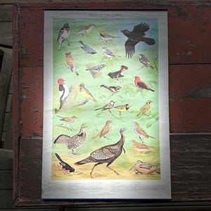 May include: A vintage poster titled "Birds of the Forest" featuring colorful illustrations of various bird species. The poster has a green background and is framed in a red wooden frame. The poster is displayed on a wooden surface.