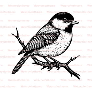 roodborstje vogel svg, roodborstje zeer fijne tekeningen, zwart-wit roodborstje, roodborstje zwart en wit, roodborstje vogel clipart zwart-wit, roodborstje lijntekening
