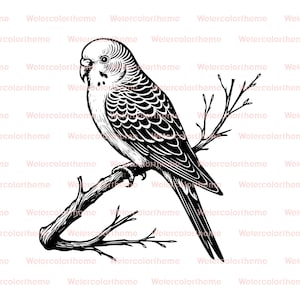 budgie bird clipart,budgie clipart png,budgie cricut file,budgie cricut svg,budgie clipart,budgie bird png