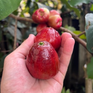 Fresh Wax Jambu Seeds – Syzygium samarangense, Java Apple, Hawaii From Hawaii