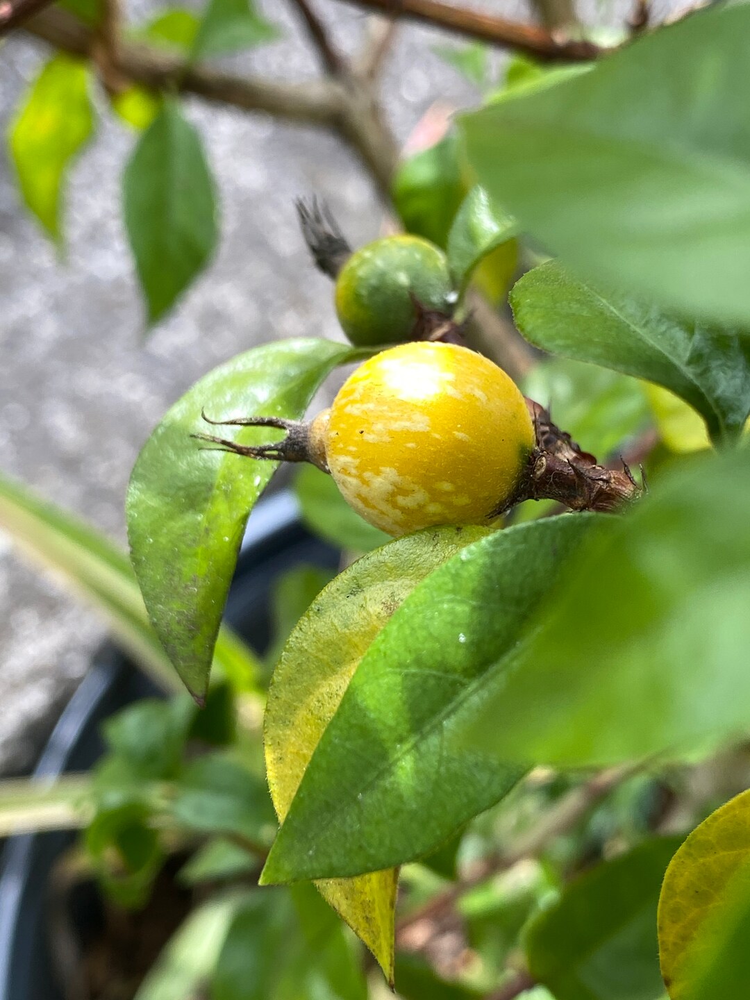 Blackberry Jam Fruit 25 Seeds Rosenbergiodendron Formosum 25 Fresh