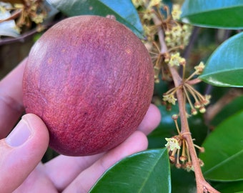 Pink Star Apple Seeds – Chrysophyllum cainito Fruit Tree From Hawaii