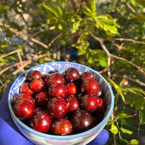 Red Hybrid Jaboticaba - Plinia Cauliflora Seeds - Hibrida - From Hawaii!