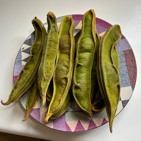 Ice Cream Bean Seed Etsy