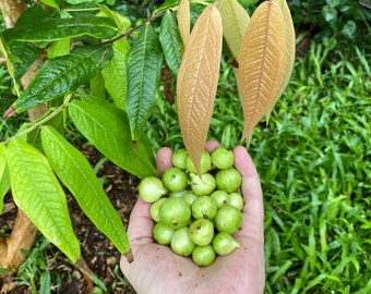 Plinia Aureana - White Jaboticaba Seeds - Brazil Grape - Fresh From Hawaii!