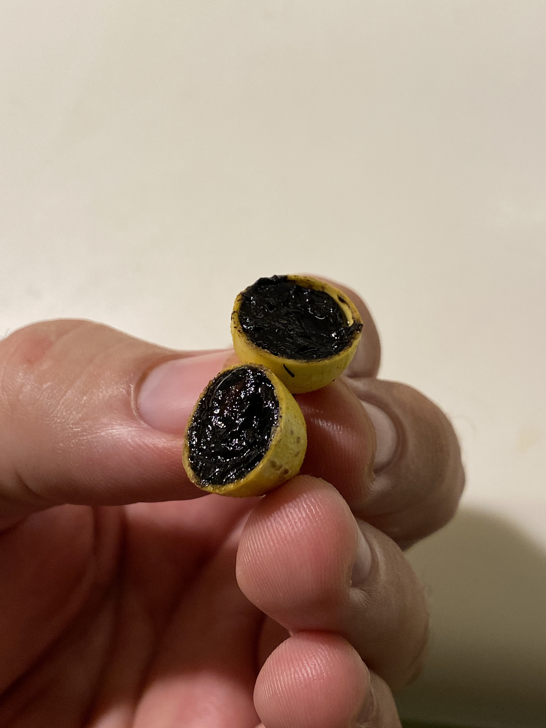 Blackberry Jam Fruit 25 Seeds Rosenbergiodendron Formosum 25 Fresh