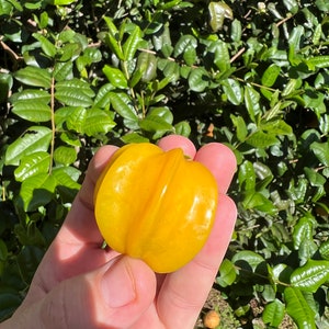 Pitangatuba Seeds - Eugenia Selloi - Star Cherry - Tropical Fruit Tree Seeds Fresh From Hawaii!