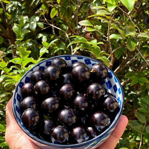 50 Sabara Plinia Jaboticaba Seeds