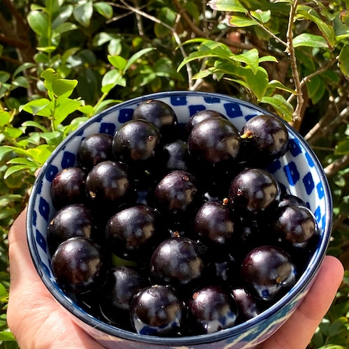 Cambuca - Plinia Edulis - 