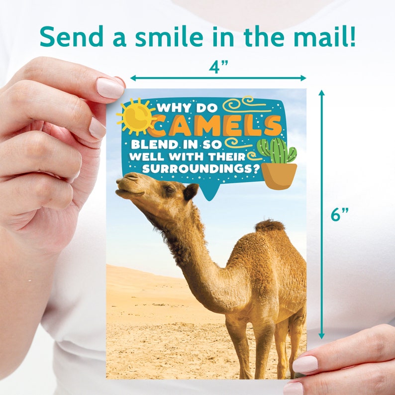 Pu&ograve; includere: Un biglietto d'auguri divertente con un cammello dei cartoni animati con il testo "WHY DO CAMELS BLEND IN SO WELL WITH THEIR SURROUNDINGS?" La carta misura 10 cm di larghezza e 15 cm di altezza.