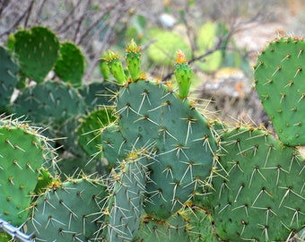 Digital Download: Prickly Pear Cactus