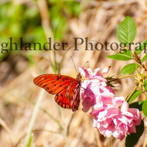 Digital Download: Passion Vine Butterfly