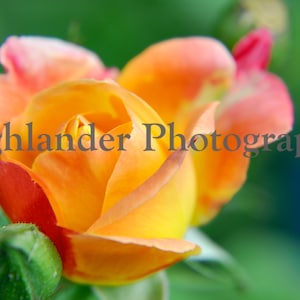 Digital Download: Joseph&#39;s Coat Climbing Rose