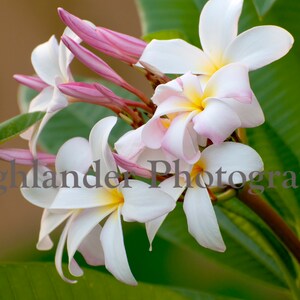 Digital Download: Pink Plumeria
