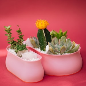 May include: A pink planter with two sections, each containing a variety of succulents and cacti. The planter is on a red background.