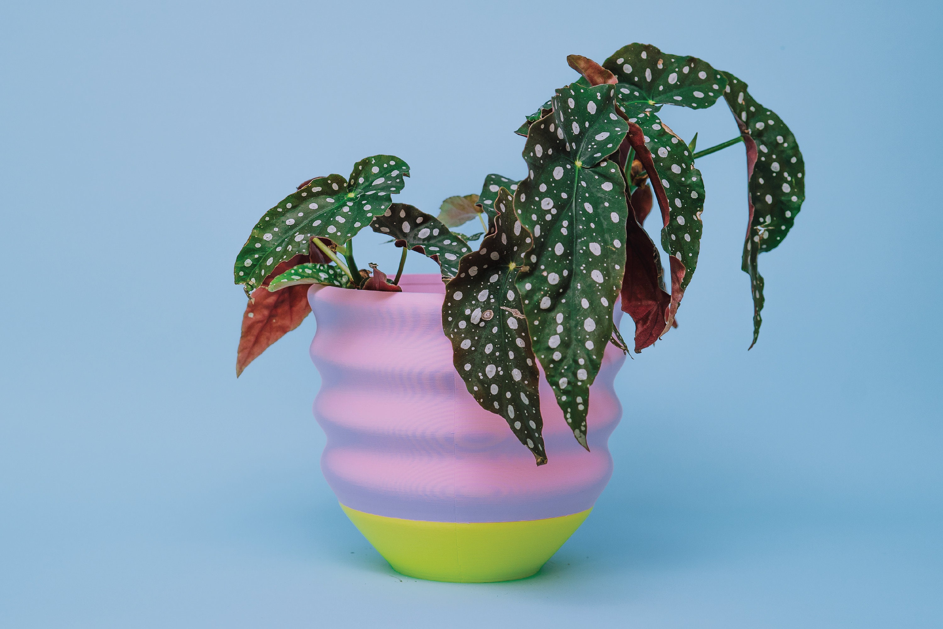 Grande Jardinière Wiggle de 7, 5 - Mignon Coloré Imprimé en 3D