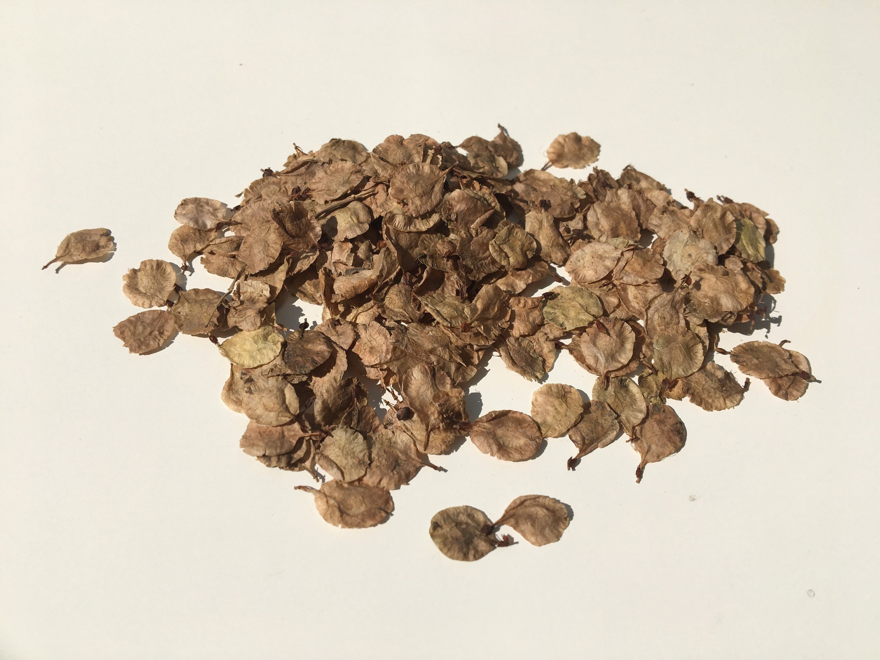 Chinese Elm Bonsai Seeds. Ulmus Parviflora. Etsy UK