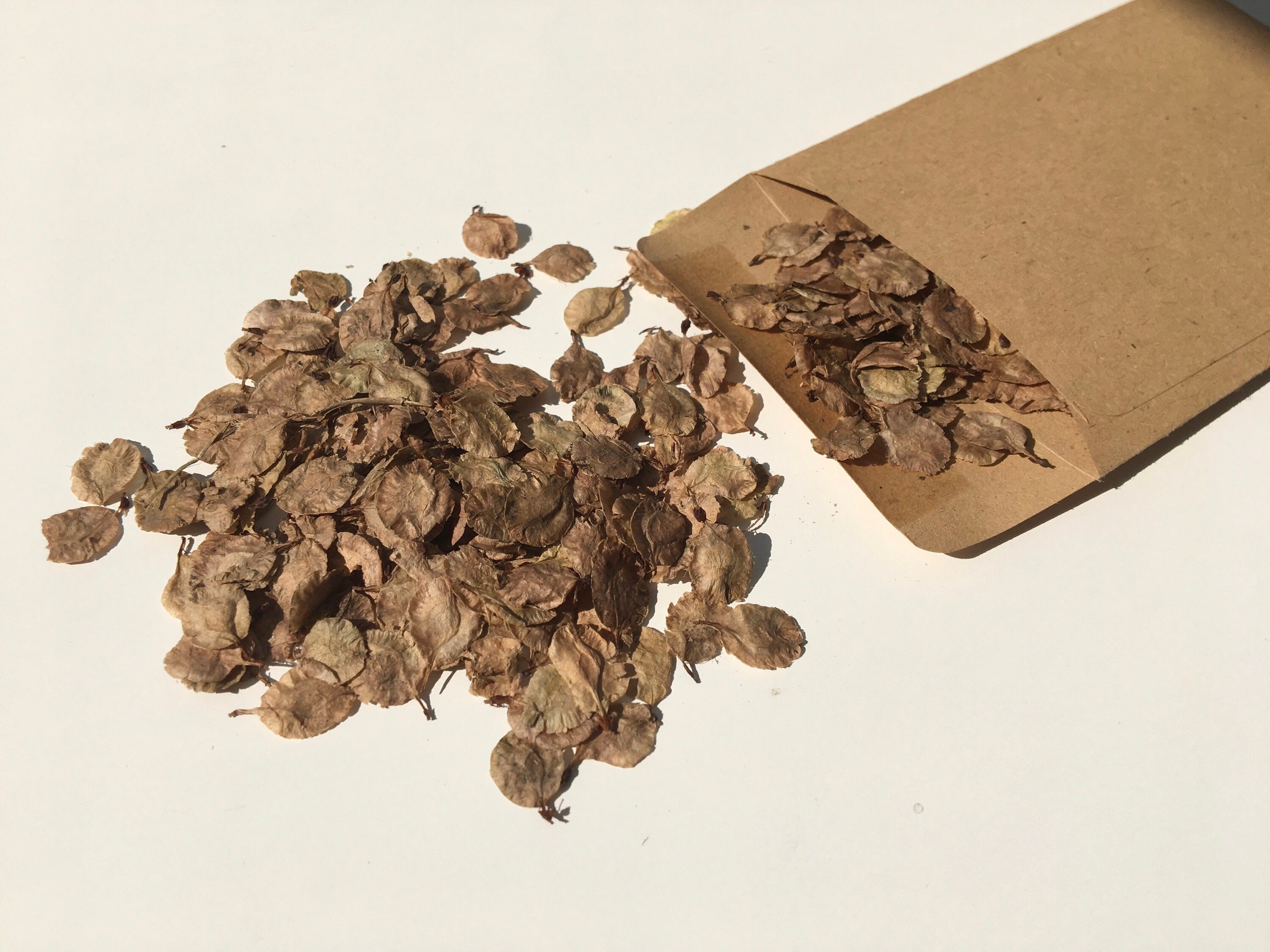 Chinese Elm Bonsai Seeds. Ulmus Parviflora. Etsy UK