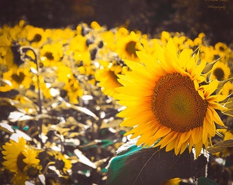 Ray of Sunflower Field Digital Downloads, Floral Digital Wall Art, Farmhouse Decor, Nature Print, Instant Download