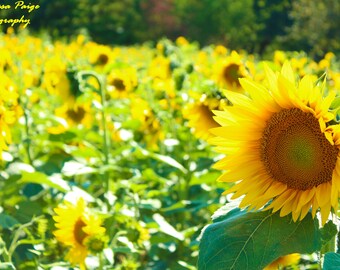 Sunflower Field Egg Harbor Digital File, Nature Photography, Instant Download, Wall Art, Print At Home