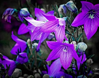 Instant Download Purple Balloon Flowers, Digital Art Print, Floral Home Decor, Watercolor Flower, Purple Wall Art, Printable Wall Decor