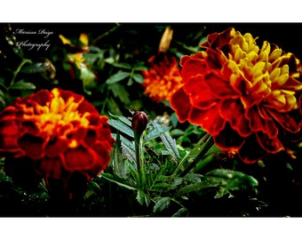 Hybrid Marigold Digital File, Instant Download, Floral Prints, Watercolor Art, Printable Wall Deco