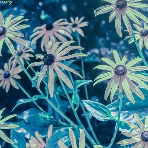 Impresión de Susan de ojos negros mate, arte digital floral, decoración de la naturaleza, descarga de arte de pared, impresión botánica, descarga instantánea