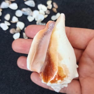 8 Natural Conch Shell,Real Seashell Beach Wedding,Coastal Decor,Beach Home Accent,Shell For Display,Marine Decor,Ocean Shell,Sea Lover Gift