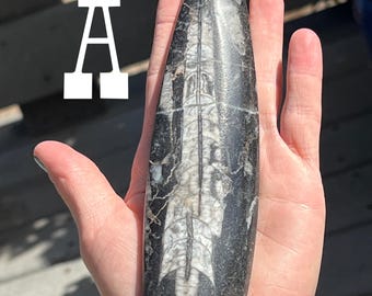 Orthoceras Polished Teardrops