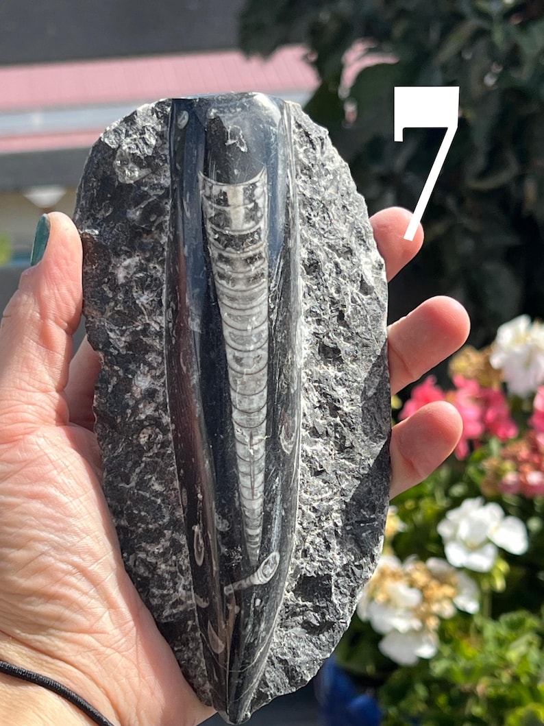 orthoceras-polished-on-raw-rock-etsy