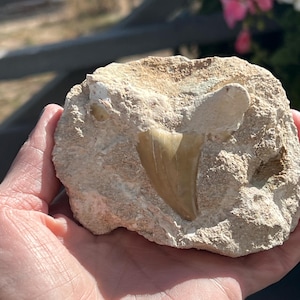 May include: A fossilized shark tooth embedded in a light beige rock. The tooth is a light tan color with visible ridges. The rock has a rough, textured surface. The background is blurred, with hints of green and pink.