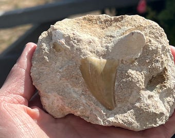 Fossilized Shark Teeth - Natural Matrix