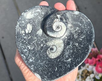 Orthoceras Ring Jewelry Dish